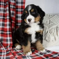 Joey, a male Bernese Mountain Dog for sale in Millersburg, OH – Photo 6 of 6