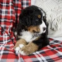 Joey, a male Bernese Mountain Dog for sale in Millersburg, OH – Photo 4 of 6
