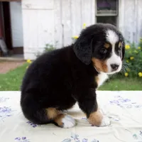 Samantha, a female Bernese Mountain Dog for sale in Millersburg, OH – 5 of 7