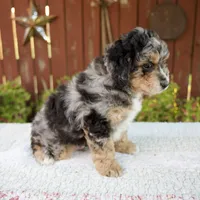 Nate, a male Miniature Bernedoodle for sale in Millersburg, OH – 7 of 8