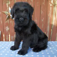 Alex, a male Giant Schnauzer for sale in Millersburg, OH – 5 of 5
