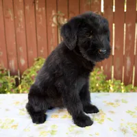 Roxann, a female Giant Schnauzer for sale in Millersburg, OH – 8 of 8