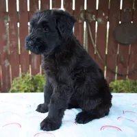 Lorraine, a female Giant Schnauzer for sale in Millersburg, OH – 6 of 8
