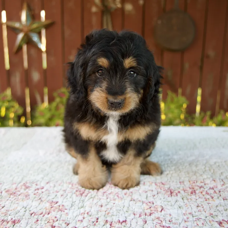 Noelle – Miniature Bernedoodle puppy for sale in Millersburg, OH