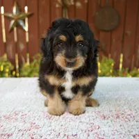 Noelle, a female Miniature Bernedoodle for sale in Millersburg, OH – 1 of 8