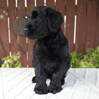 Tyler, a male Giant Schnauzer for sale in Millersburg, OH – 3 of 9
