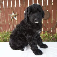 Matthias, a male Schnoodle for sale in Millersburg, OH – 2 of 8