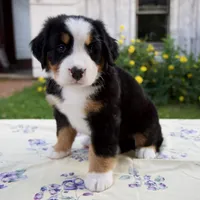 Sally, a female Bernese Mountain Dog for sale in Millersburg, OH – 5 of 5