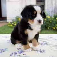 Sally, a female Bernese Mountain Dog for sale in Millersburg, OH – 2 of 5
