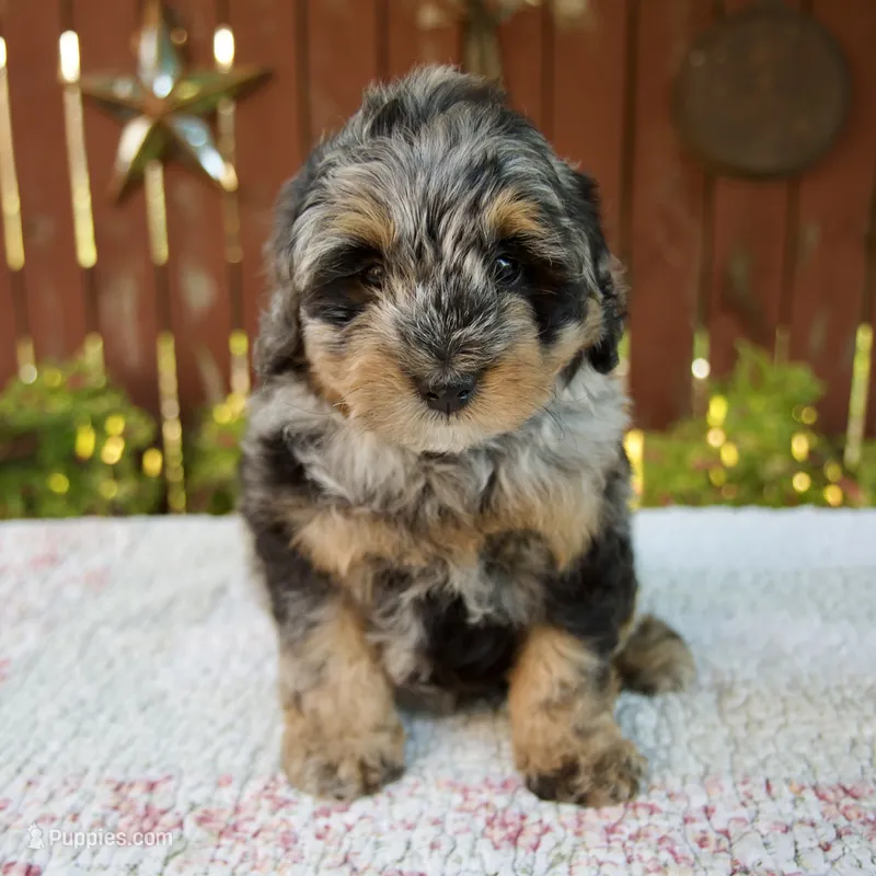 Nicki – Miniature Bernedoodle puppy for sale in Millersburg, OH
