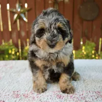 Nicki, a male Miniature Bernedoodle for sale in Millersburg, OH – 1 of 9