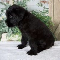 Kenny, a male Giant Schnauzer for sale in Millersburg, OH – 4 of 8
