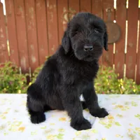 Renita, a female Giant Schnauzer for sale in Millersburg, OH – 3 of 7
