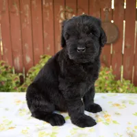 Renae, a female Giant Schnauzer for sale in Millersburg, OH – 3 of 7