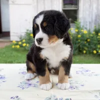 Samantha, a female Bernese Mountain Dog for sale in Millersburg, OH – 4 of 7