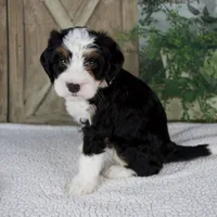 Tiffany, a female Miniature Bernedoodle for sale in Millersburg, OH – 5 of 5