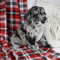 Delilah, a female Schnoodle for sale in Millersburg, OH – Photo 7 of 7