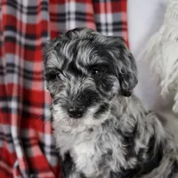 Delilah, a female Schnoodle for sale in Millersburg, OH – Photo 2 of 7