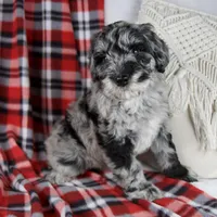 Delilah, a female Schnoodle for sale in Millersburg, OH – Photo 5 of 7