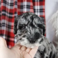 Delilah, a female Schnoodle for sale in Millersburg, OH – Photo 3 of 7
