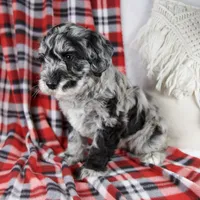 Delilah, a female Schnoodle for sale in Millersburg, OH – Photo 4 of 7