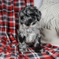 Delilah, a female Schnoodle for sale in Millersburg, OH – Photo 6 of 7