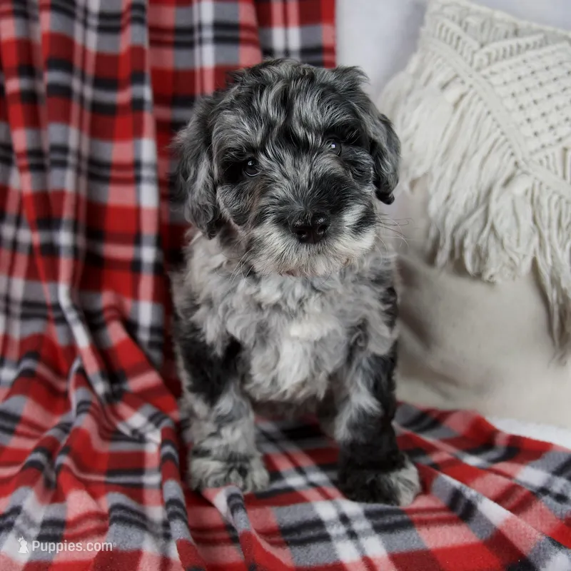 Delilah – Schnoodle puppy for sale in Millersburg, OH