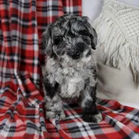Delilah, a female Schnoodle for sale in Millersburg, OH – Photo 1 of 7