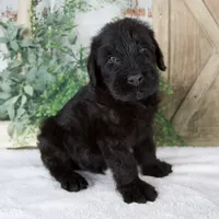Kendrick, a male Giant Schnauzer for sale in Millersburg, OH – 5 of 7
