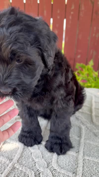 Teresa, a female Giant Schnauzer for sale in Millersburg, OH – 10 of 10