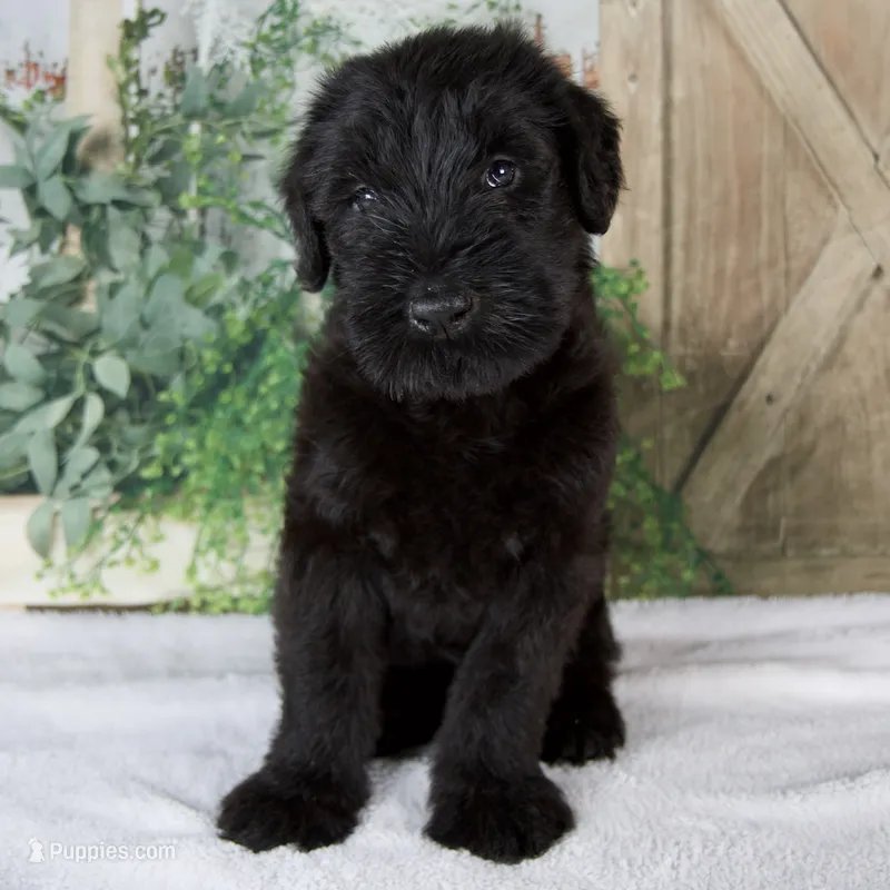 Kate  – Giant Schnauzer puppy for sale in Millersburg, OH