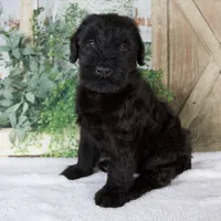 Kate , a female Giant Schnauzer for sale in Millersburg, OH – 2 of 8
