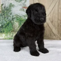 Kaylie, a female Giant Schnauzer for sale in Millersburg, OH – 4 of 8