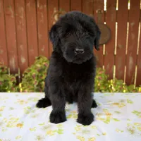 Renita, a female Giant Schnauzer for sale in Millersburg, OH – 4 of 7