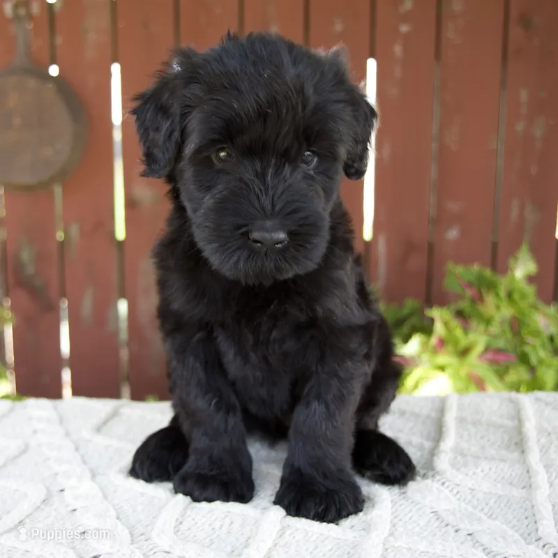 Tiffany – Giant Schnauzer puppy for sale in Millersburg, OH