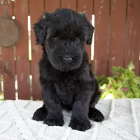 Tiffany, a female Giant Schnauzer for sale in Millersburg, OH – 1 of 10