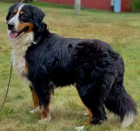 Esme, a female Bernese Mountain Dog for sale in Millersburg, OH – 8 of 8