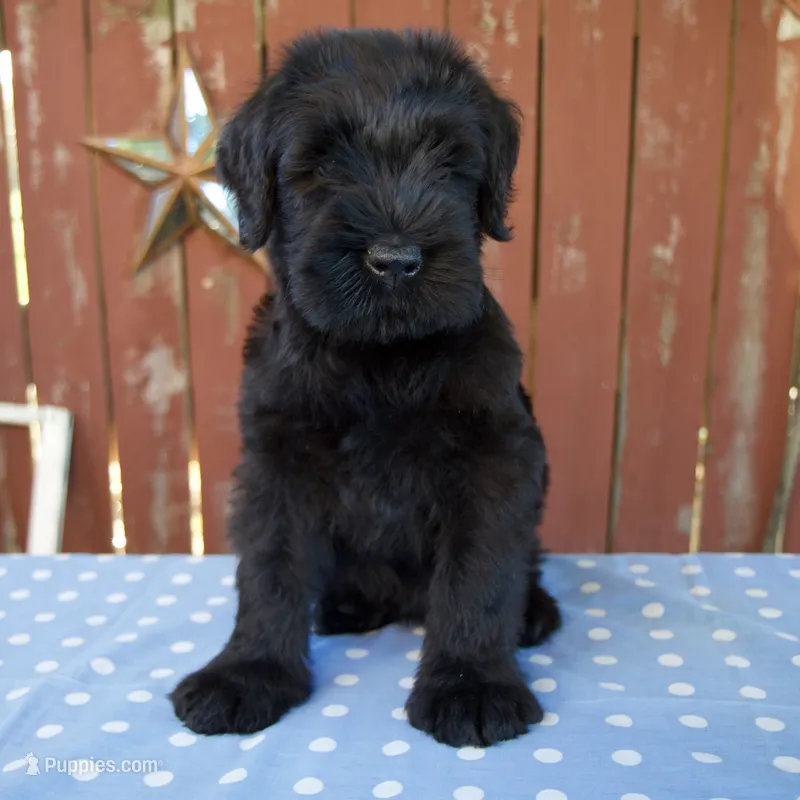 Alex – Giant Schnauzer puppy for sale in Millersburg, OH