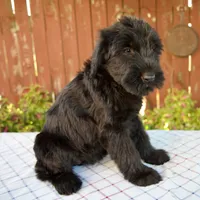 Olivia, a female Giant Schnauzer for sale in Millersburg, OH – 6 of 6