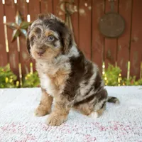 Neil, a male Miniature Bernedoodle for sale in Millersburg, OH – 5 of 7