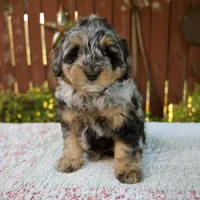Nicki, a male Miniature Bernedoodle for sale in Millersburg, OH – 5 of 9