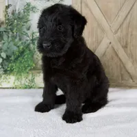 Kaylie, a female Giant Schnauzer for sale in Millersburg, OH – 3 of 8