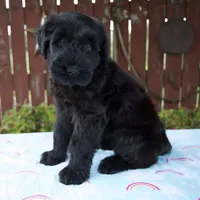 Lorraine, a female Giant Schnauzer for sale in Millersburg, OH – 3 of 8