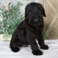 Kyle, a male Giant Schnauzer for sale in Millersburg, OH – 5 of 7