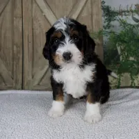 Timmy, a male Miniature Bernedoodle for sale in Millersburg, OH – 3 of 5