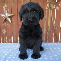 Alice, a female Giant Schnauzer for sale in Millersburg, OH – 6 of 7