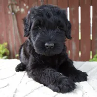 Tucker, a male Giant Schnauzer for sale in Millersburg, OH – 3 of 10
