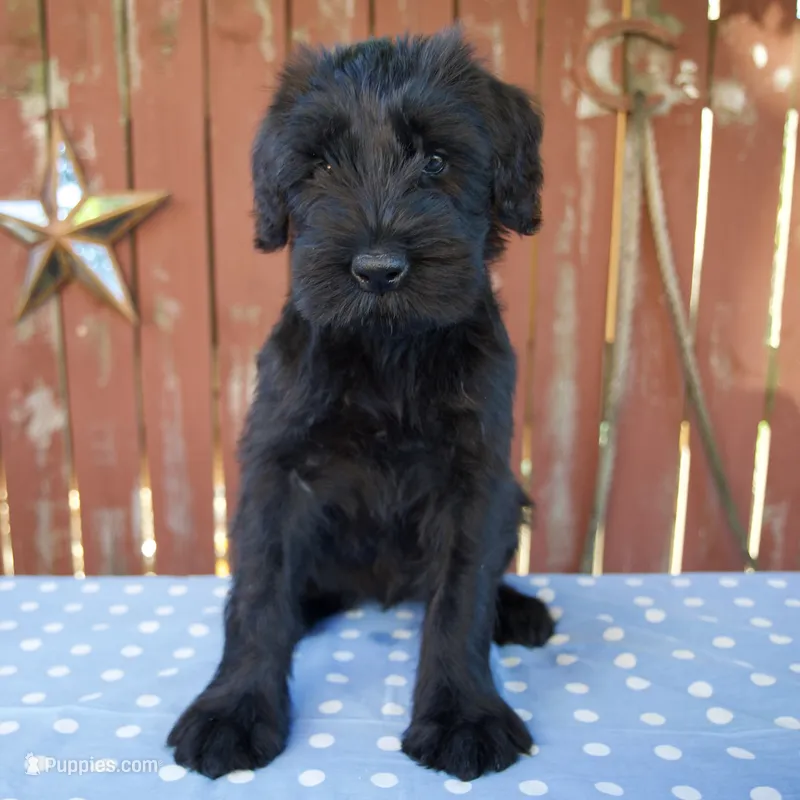 Ava – Giant Schnauzer puppy for sale in Millersburg, OH