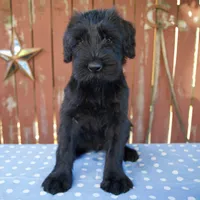 Ava, a female Giant Schnauzer for sale in Millersburg, OH – 1 of 6