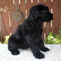 Travis, a male Giant Schnauzer for sale in Millersburg, OH – 5 of 10